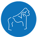 Beringei