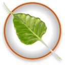 Bodhi Linux