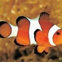 Clownfish for Skype