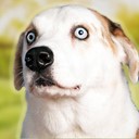 Good Dogs!