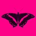 Simmetri
