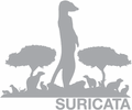 Suricata